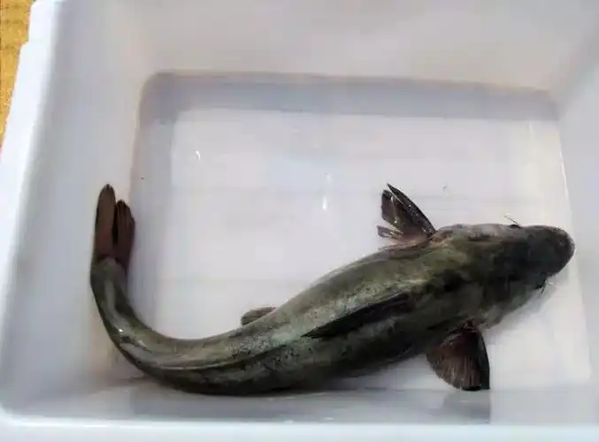 斑点叉尾鮰劲大力猛,同是一样重的斑点叉尾鮰和鲤鱼,它要比鲤鱼的力大