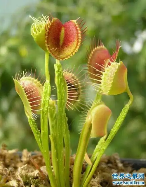 盘点世界十大危险植物坏女人花分泌腐蚀性液体太毒了