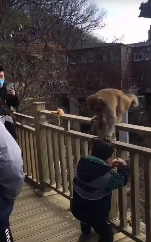 花果山野猴用力拉扯男童头发目击者它们还打群架