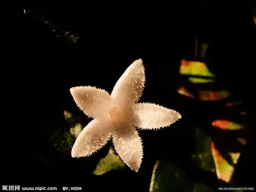 陈梦家先生的一朵野花