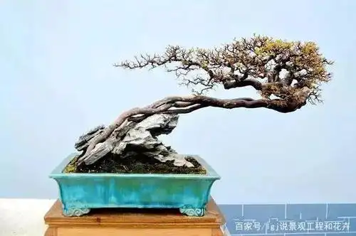 盆景结顶,什么方式最漂亮?这些做法先知道,实用