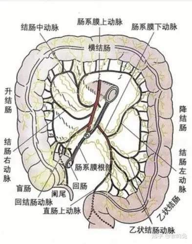 肠镜为啥能捅那么深,原理是什么?