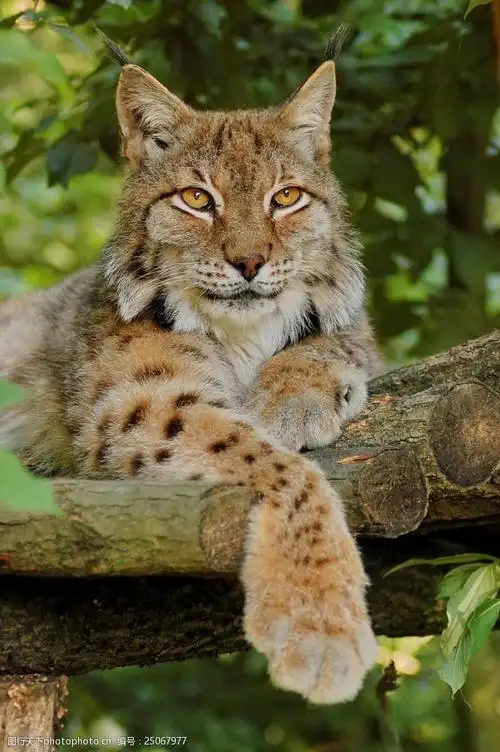 趴在树上的野猫图片