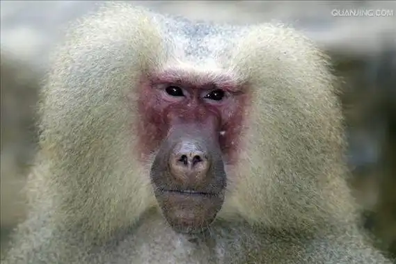 p>狒狒(学名: i>papio /i>):灵长目 a target="_blank" href="/item