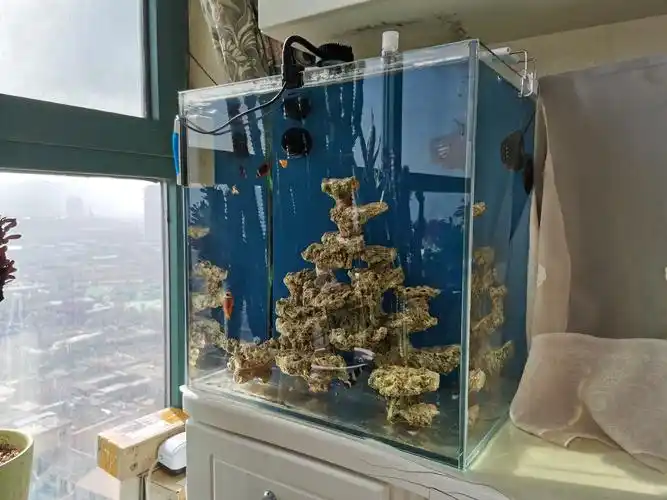 鱼缸放在阳台旁好吗? - 玩家交流 - 龙巅海水
