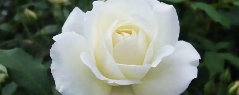 白巧克力月季的优缺点