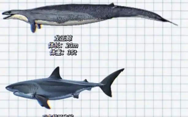 龙王鲸真的干不过丘布特耳齿鲨?