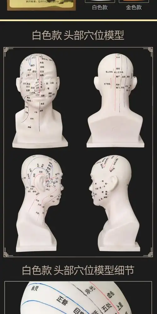 30cm头部穴位模型中医用人体经络图教学大头部四功能针灸腧穴头模