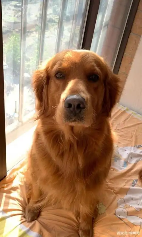 蚌埠一金毛狗前几天丢失,家里老人很着急,必有重谢!