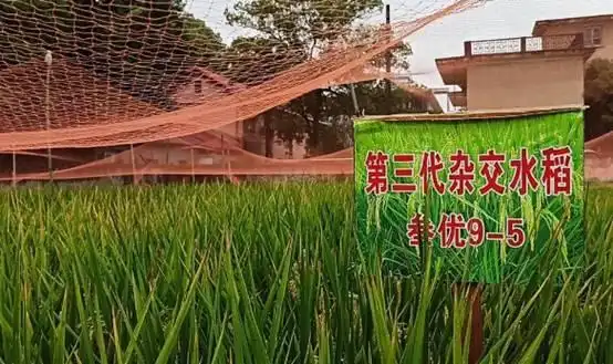 什么叫"杂交水稻",它和转基因水稻有什么区别?