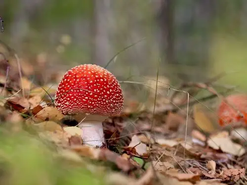 红蘑菇,自然 750x1334 iphone 8/7/6/6s 壁纸,图片,背景,照片