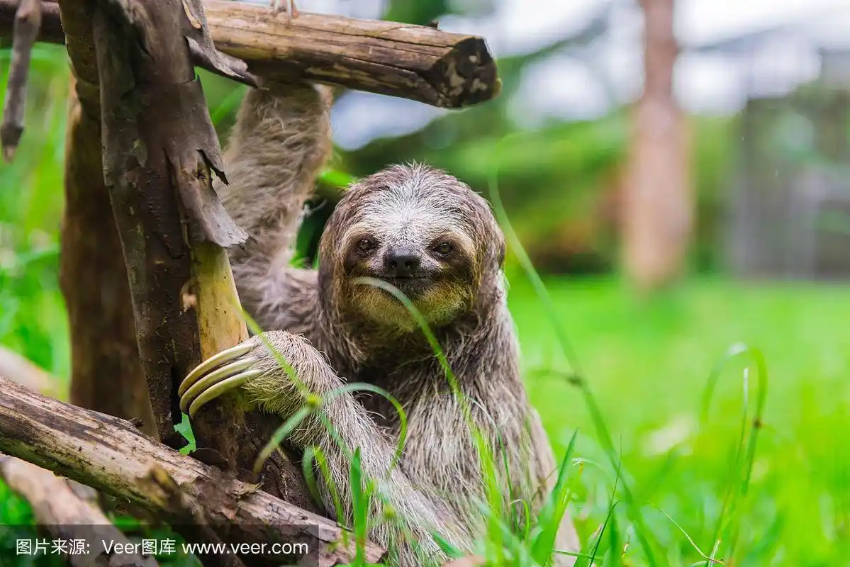 树懒宝宝抱着一个木结构