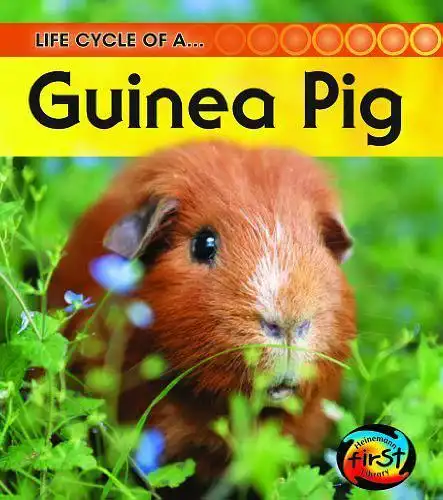 guinea pig