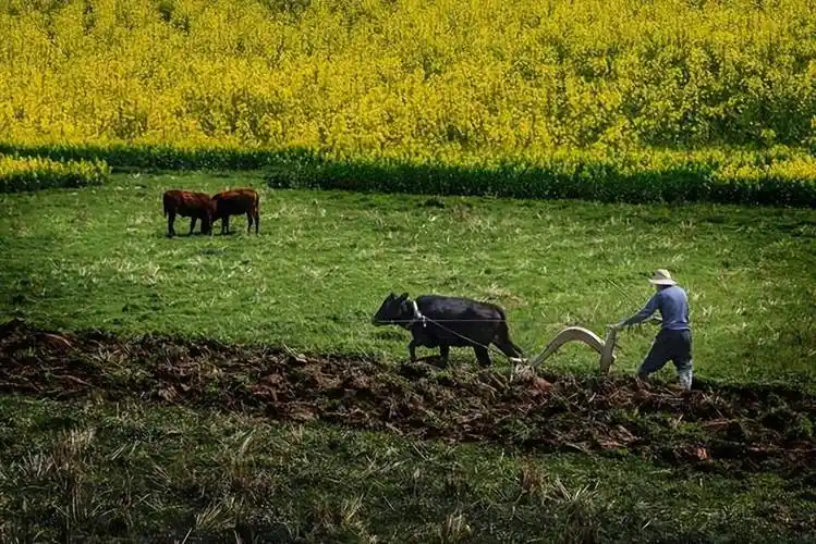 不时看见一位赶牛耕地的老人正呵叱着慢悠悠的耕牛,那犁轻轻一划,就将