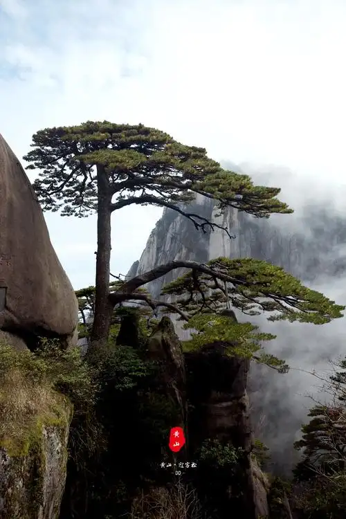 玉屏峰下最出名的当然就是迎客松啦.