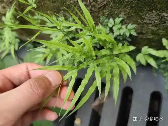 植物小百科格调清新的剑叶凤尾蕨·"探索校园里的植物儿"牛奶法棍推荐