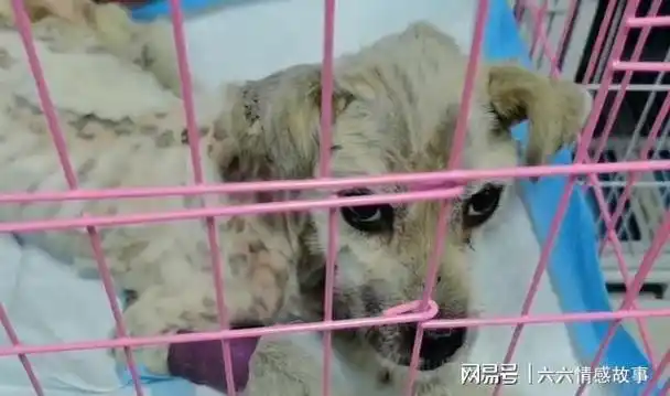 狗狗身上没有犬瘟,细小以及冠状这些对狗狗来说比较致命的传染病,但