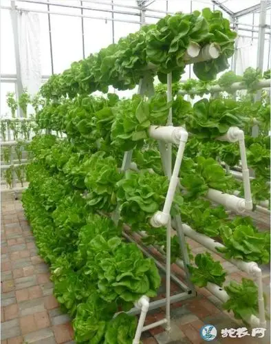 蛇农网 蔬菜 无土栽培 无土栽培,无土栽培技术模式有哪些?