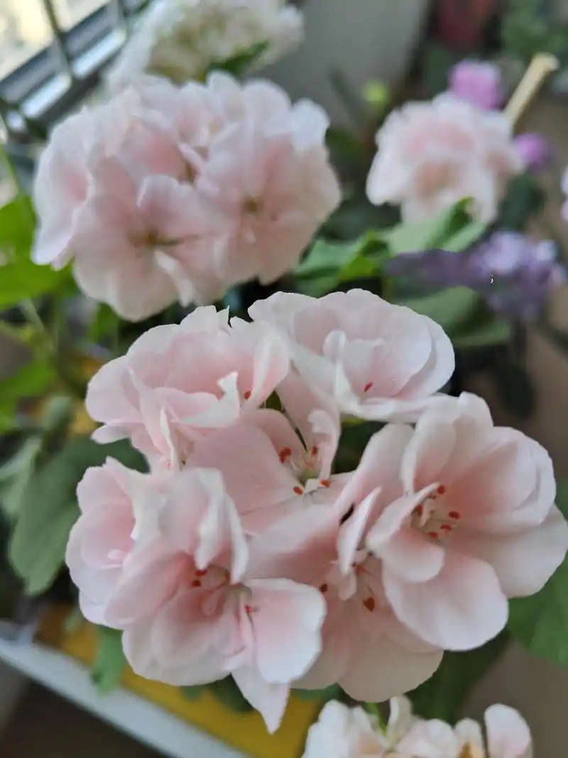 樱花既视感的天竺葵"丹麦女王" 丹麦女王一改我对天竺葵"臭海棠""臭