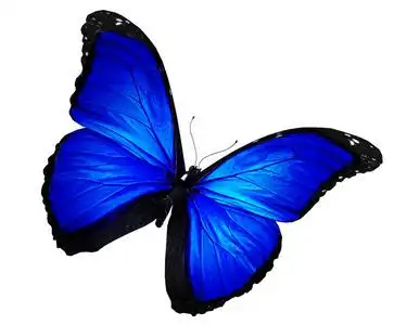 蓝蝴蝶飞图片-蓝蝴蝶飞素材-蓝蝴蝶飞插画-摄图新视界