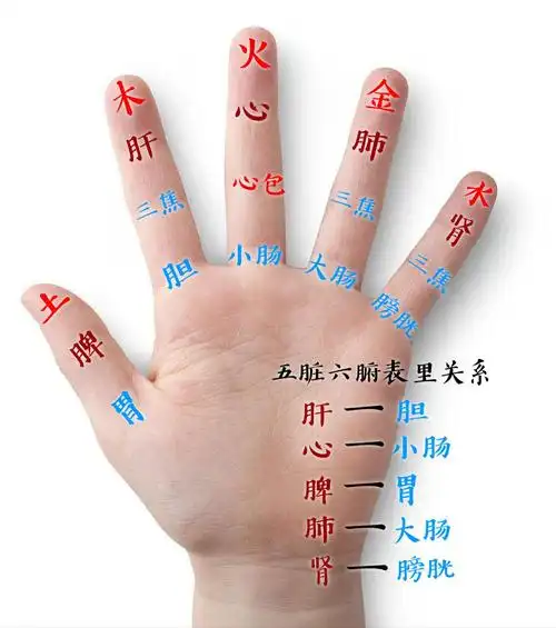 手诊之五指和五脏的奥密——蒲公英