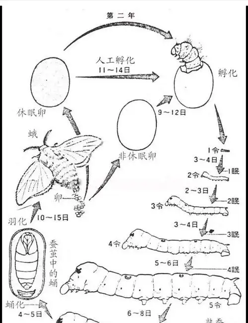 蚕的一生