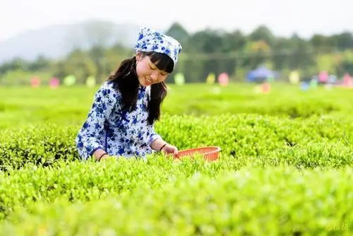 采茶姑娘