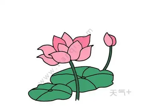 荷花简笔画图片 荷花简笔画图片带颜色