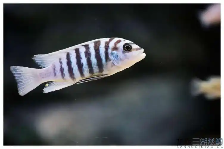 今日鱼照～"岩栖"麦森斑马/大骷髅 - 三湖慈鲷玩家 - 龙巅三湖慈鲷