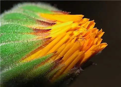 两个,西红柿,花萼黄花,东部,菊花向日葵向日葵干燥,万寿菊,花,花萼