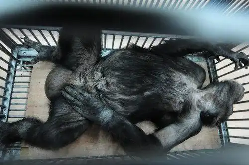 南昌动物园为野生黑猩猩人工授精(图)-2014会计从业资格考试报名时间