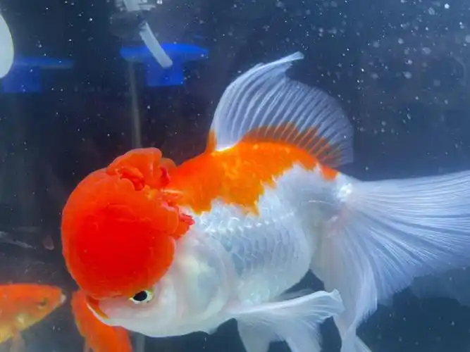 求助鱼吃鱼怎么办呢