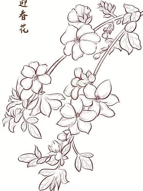 迎春花线描花卉线描