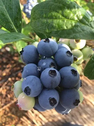 水果皇后——蓝莓