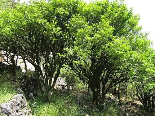 茶香记 叶汉钟的乌岽黄枝香 凤凰单丛茶 乌龙茶 非遗传承人