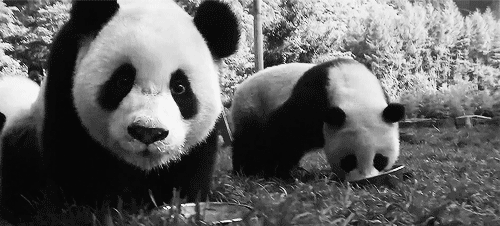 黑白大熊猫国宝动物gif动图_动态图_表情包下载_soogif