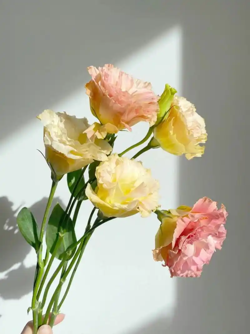 『36』每日识一花【香槟色洋桔梗】 香槟色洋桔梗 78【花语】真诚不