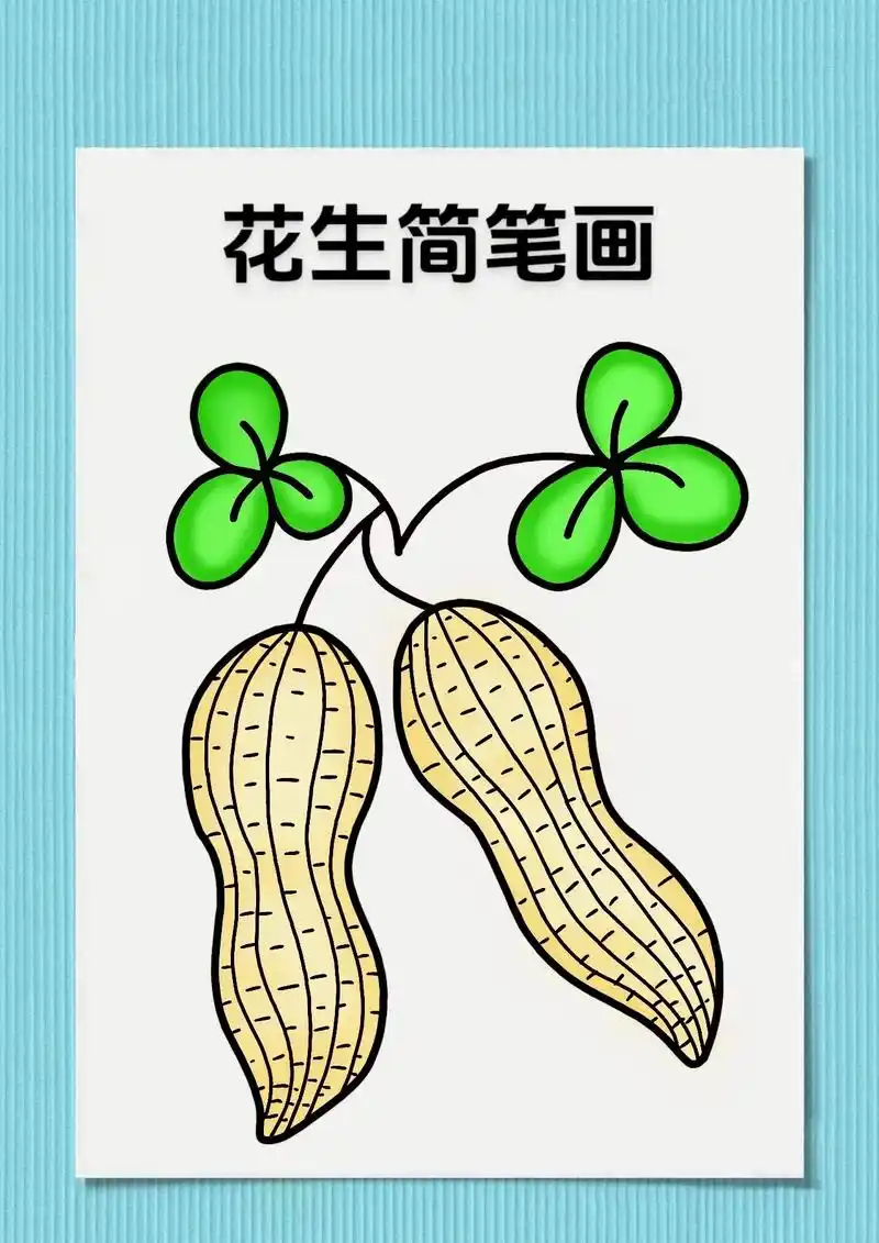 花生06简笔画.麻屋子红帐子,里面住个白胖子(打一食物)大家 - 抖音