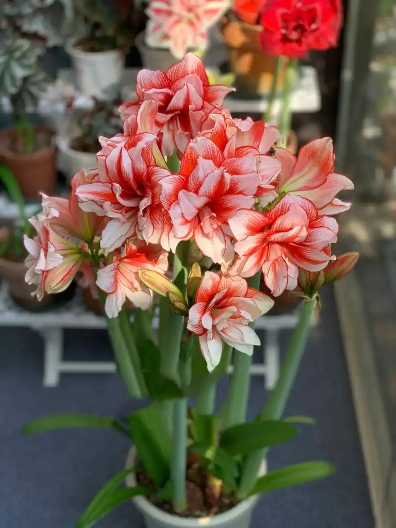 朱顶红 鬼魅 这茬开爆了