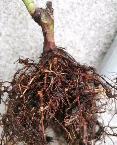 月季有根瘤应该怎么处理