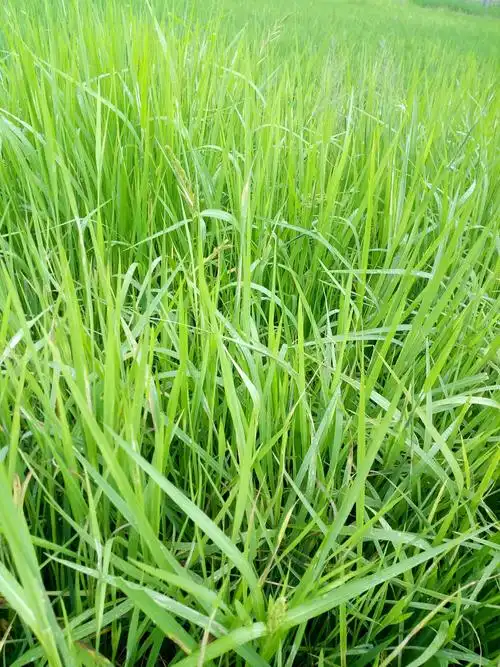 xsc666——为抗性稗草而生!