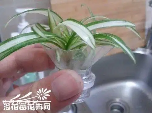 图解水培银心吊兰全攻略