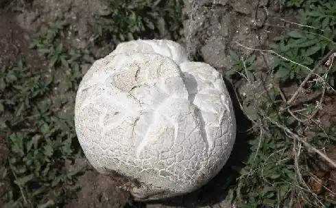 世界上最贵的15种食物