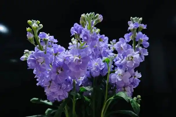 那么,紫罗兰怎么养?下面就为大家介绍一下盆栽紫