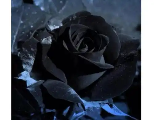 黑玫瑰花(黑玫瑰花代表什么意思)