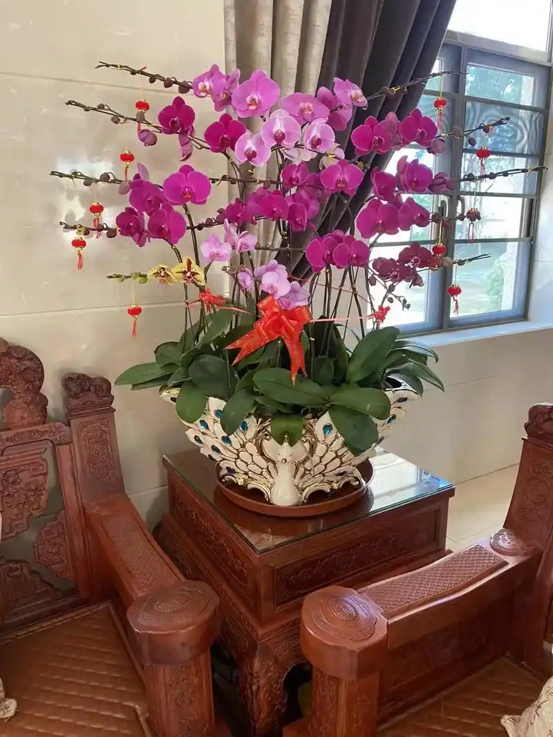 蝴蝶兰适合客厅茶几桌面尺寸8.10.12.16 #客厅蝴 - 抖音