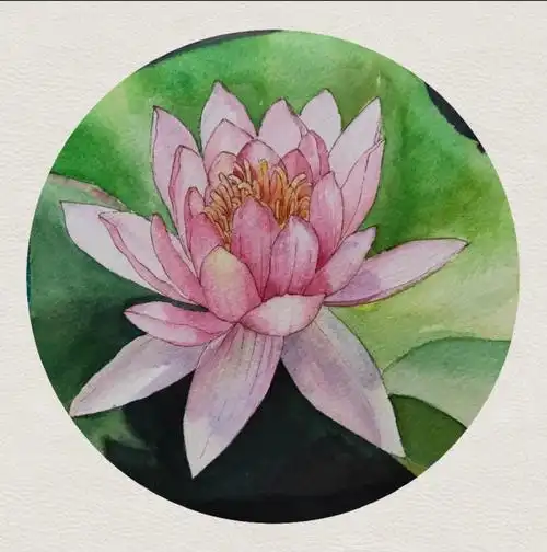 水彩睡莲