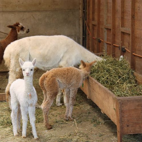 养殖场牛羊马干草料进口优质苜蓿草动物园羊驼长颈鹿宠物饲料20斤