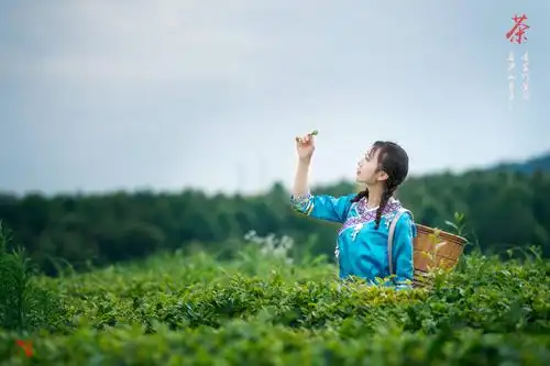 采茶女