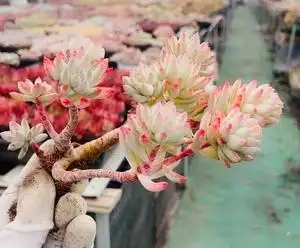 25汉唐一家淘宝包邮 多肉植物树冰多肉组合办公室花卉防辐射花卉